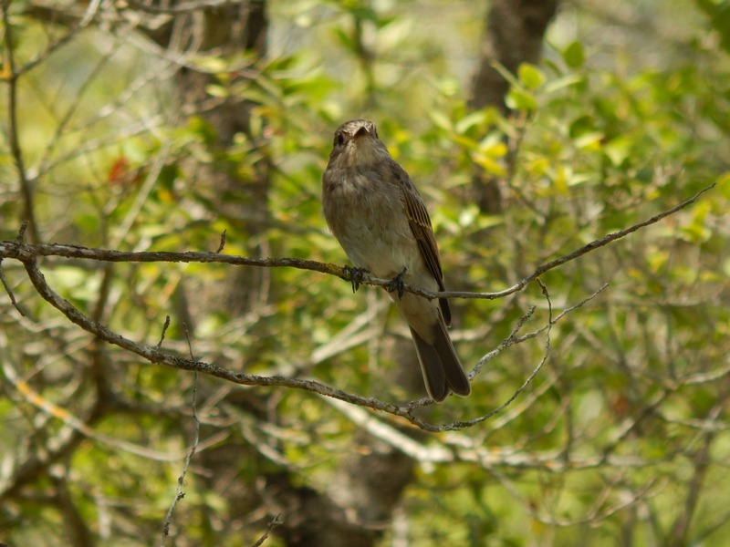 Pigliamosche tirrenico (Muscicapa tyrrhenica)